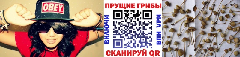 Галлюциногенные грибы ЛСД  купить закладку  Бологое 